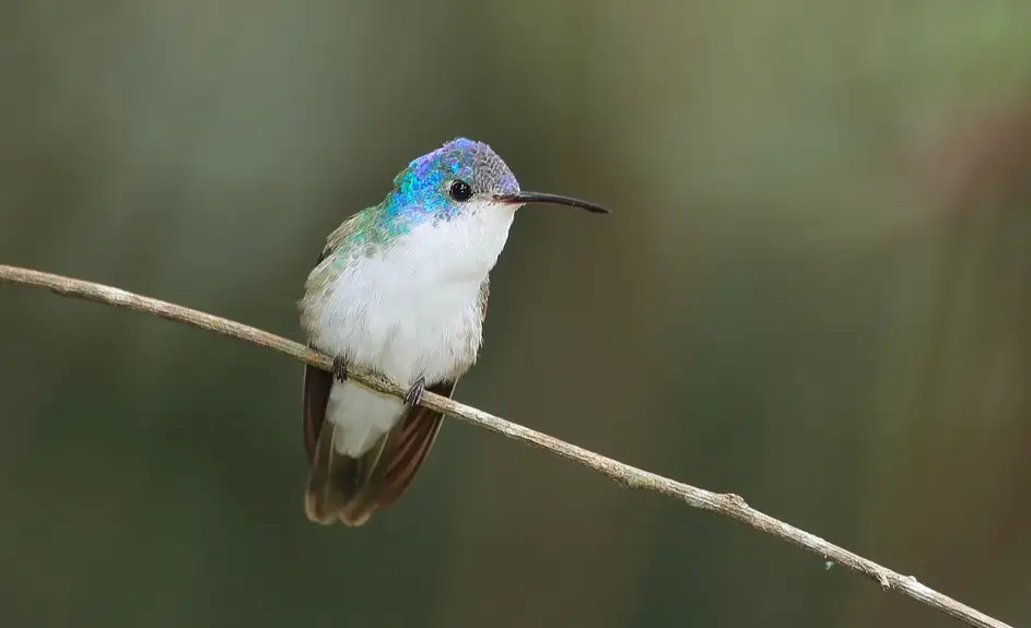 Andean hummingbird in vegetation near Choquequirao showing biodiversity around the route