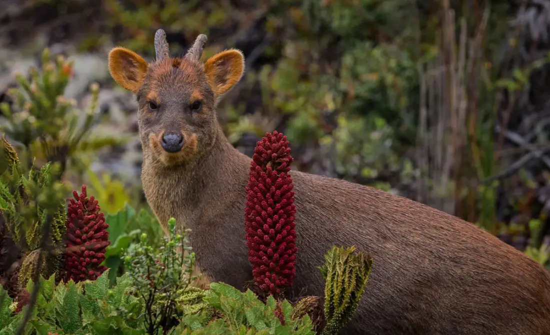 Andean pudu, a very small deer from humid Andean forests
