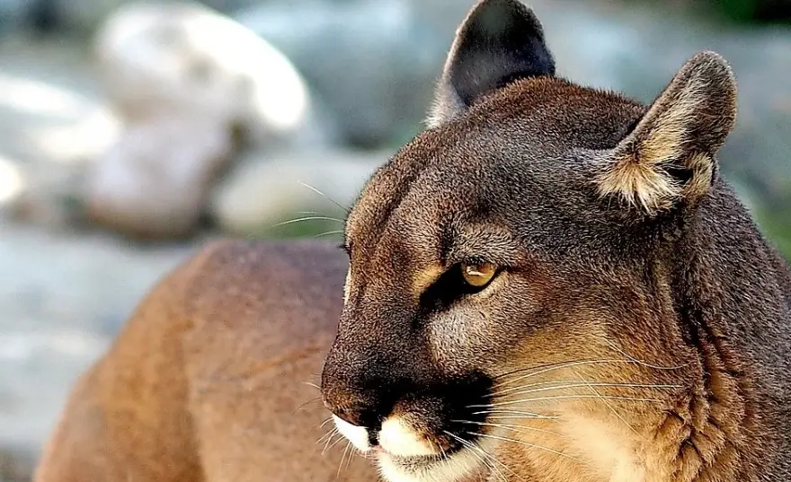 Puma resting in a rocky mountain setting