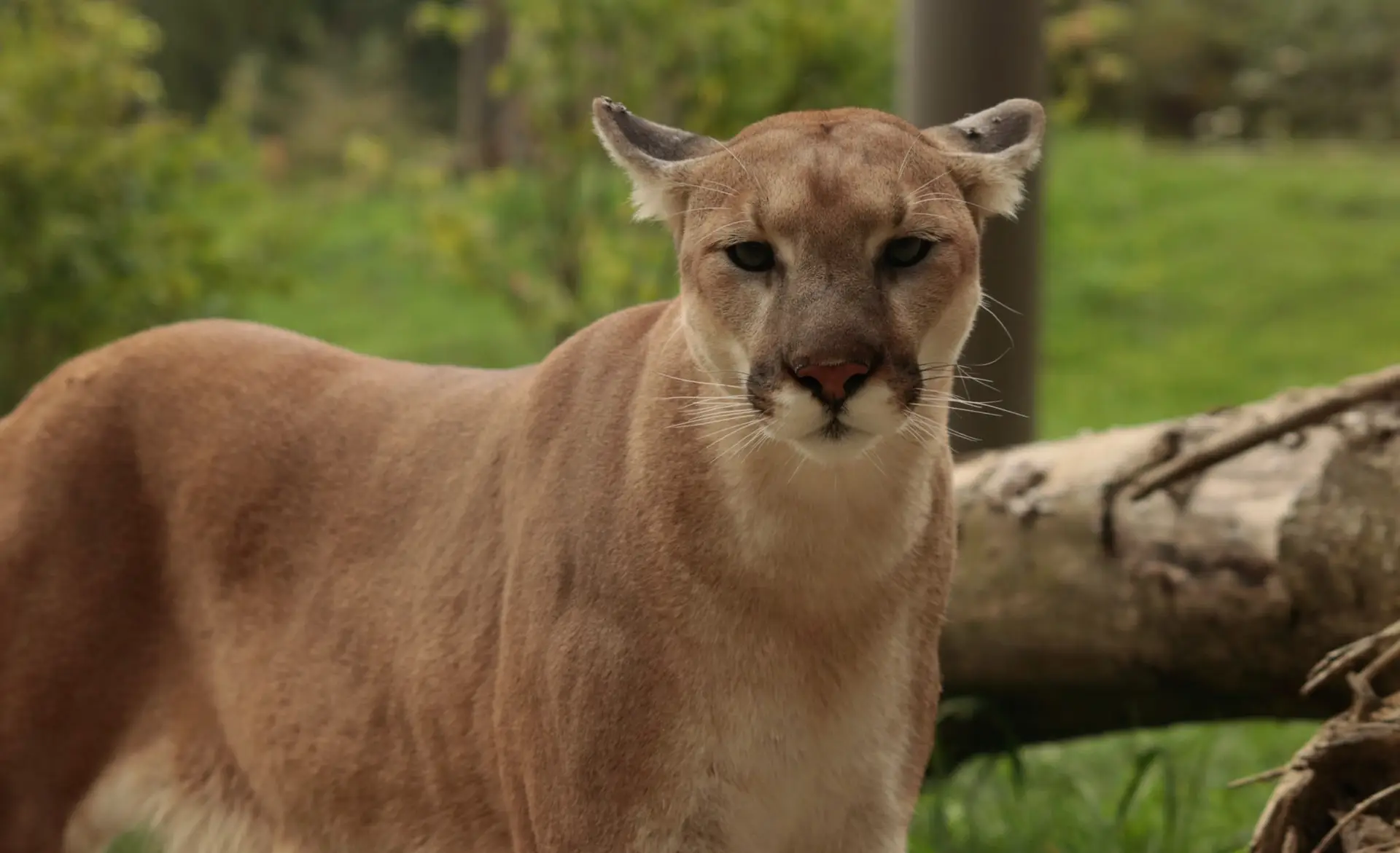 Andean puma with golden coat and alert eyes