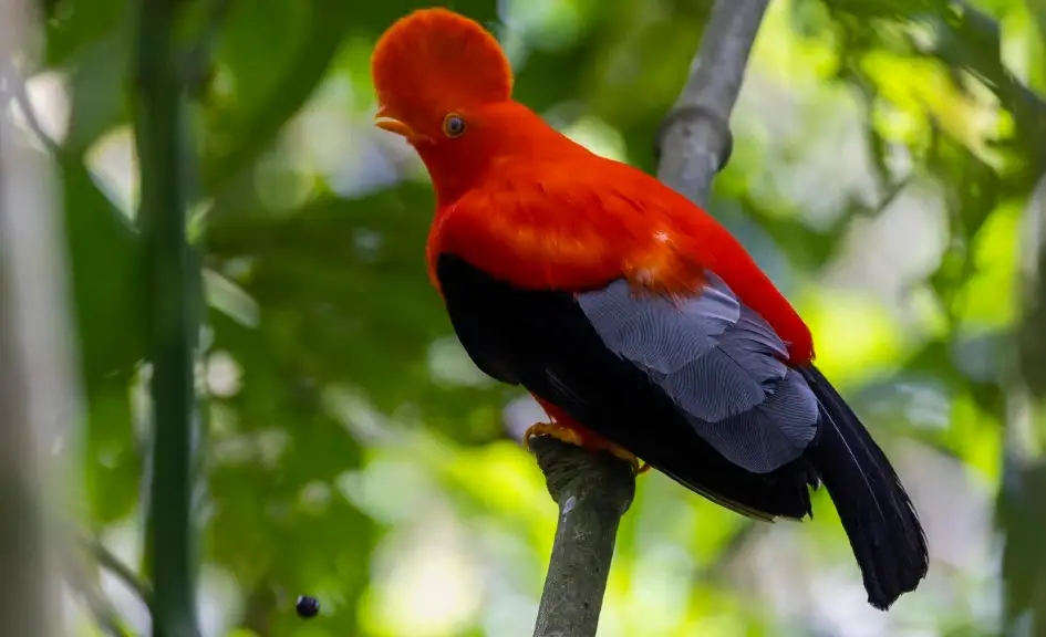 Male Andean cock-of-the-rock with orange plumage in a humid forest habitat
