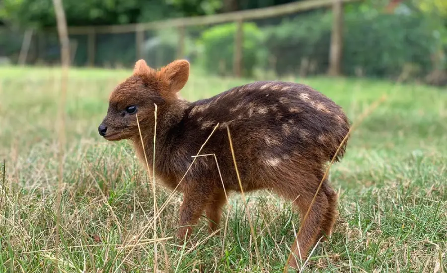 Small Andean pudu deer standing in a forest habitat
