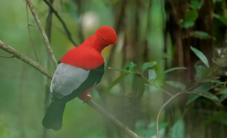 Cock-of-the-rock representing birdlife in the Choquequirao biodiversity corridor