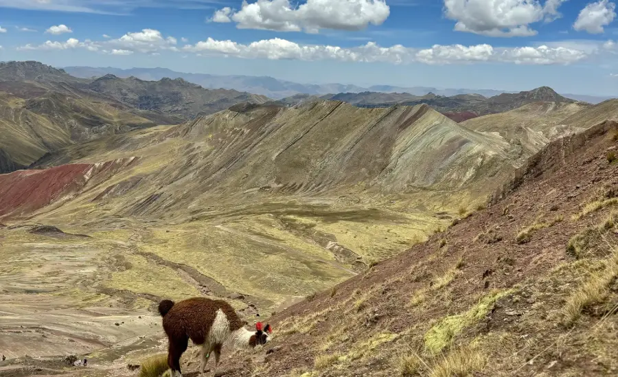 La montaña de colores Palccoyo con una pequeña alpaca