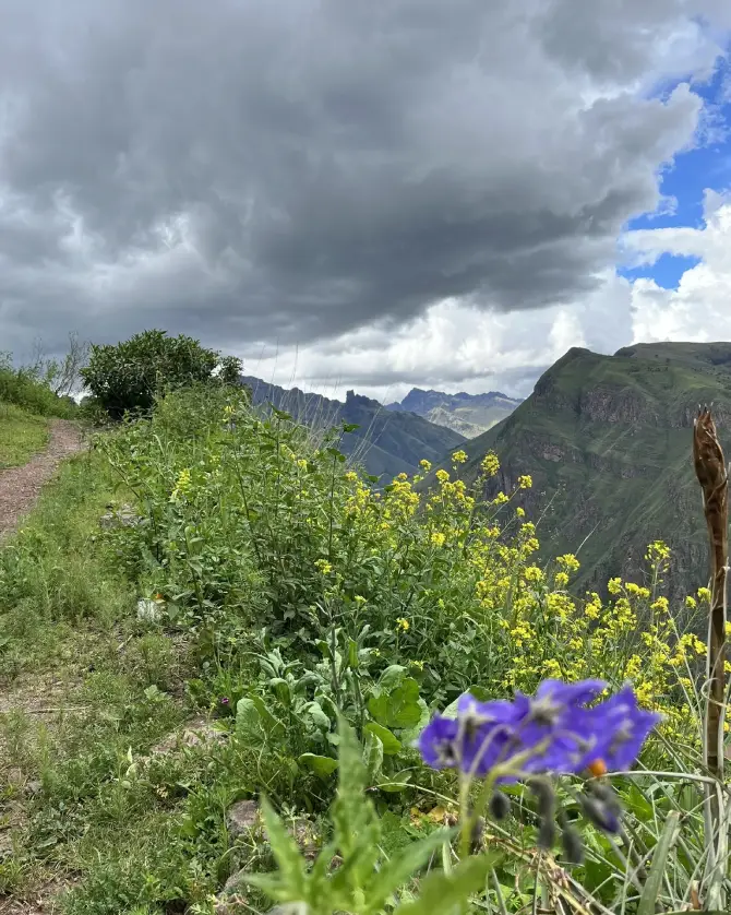 The flowered road to Huchuy Qosqo.