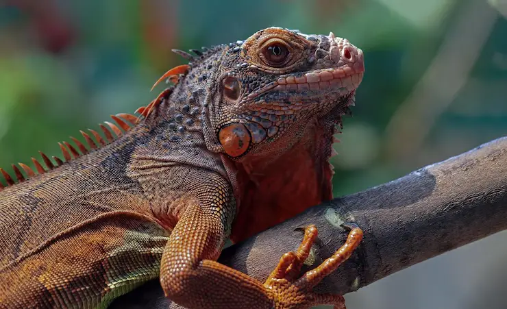 Reptile resting on vegetation in a humid South American forest environment