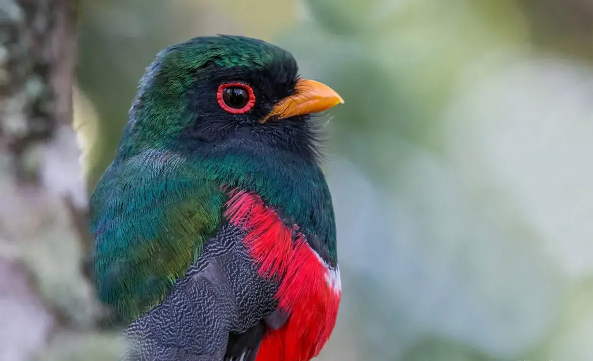 Masked trogon representing birdwatching and biodiversity in Choquequirao cloud forest