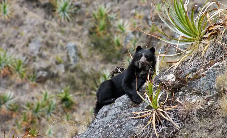 Spectacled bear walking in an Andean forest habitat
