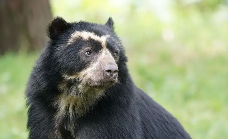 Spectacled bear in a forested Andean landscape