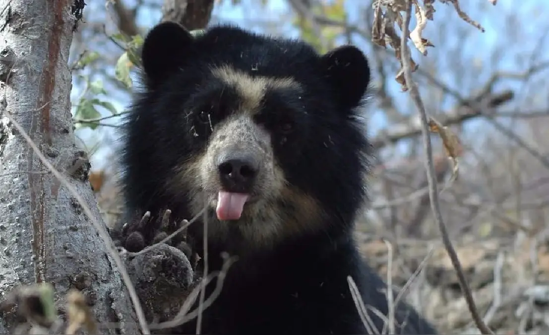 Spectacled bear representing wildlife conservation in the Choquequirao cloud forest ecosystem