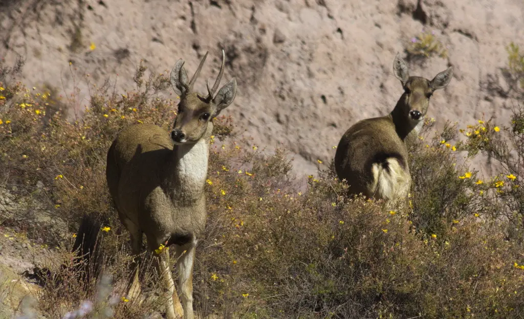 Taruca or Andean deer with reddish brown coat and short antlers
