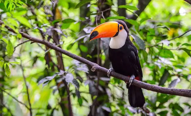 Toucan with bright beak perched in tropical forest vegetation
