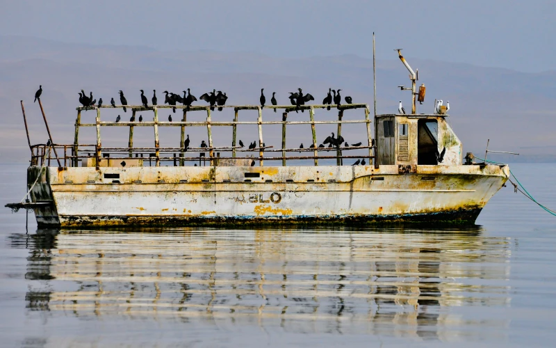 Tour en Paracas, Islas Ballestas, lobos marinos, aves marinas, pelícanos