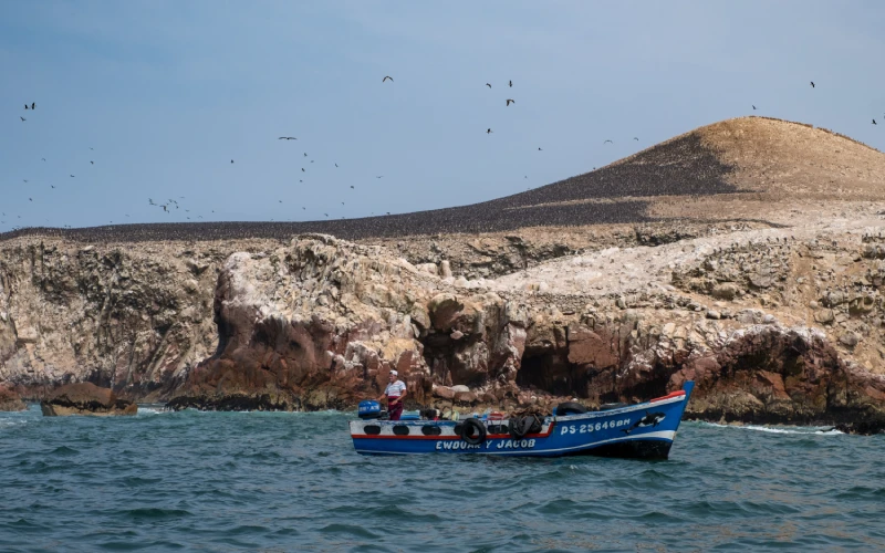 Tour en Paracas, Islas Ballestas, lobos marinos, aves marinas, pelícanos