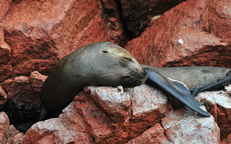 Tour en Paracas, Islas Ballestas, lobos marinos, aves marinas, pelícanos