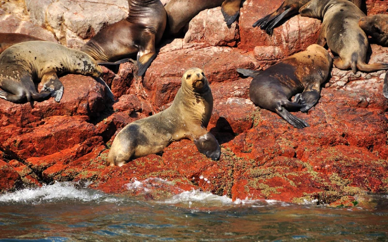 Tour en Paracas, Islas Ballestas, lobos marinos, aves marinas, pelícanos