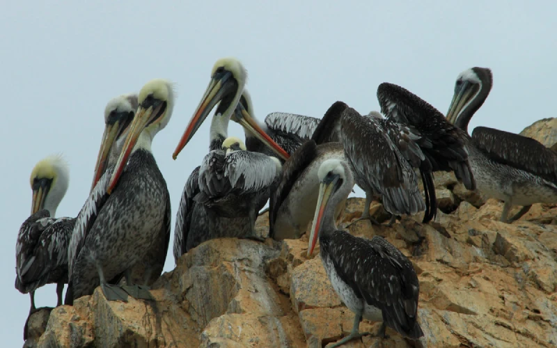 Tour en Paracas, Islas Ballestas, lobos marinos, aves marinas, pelícanos