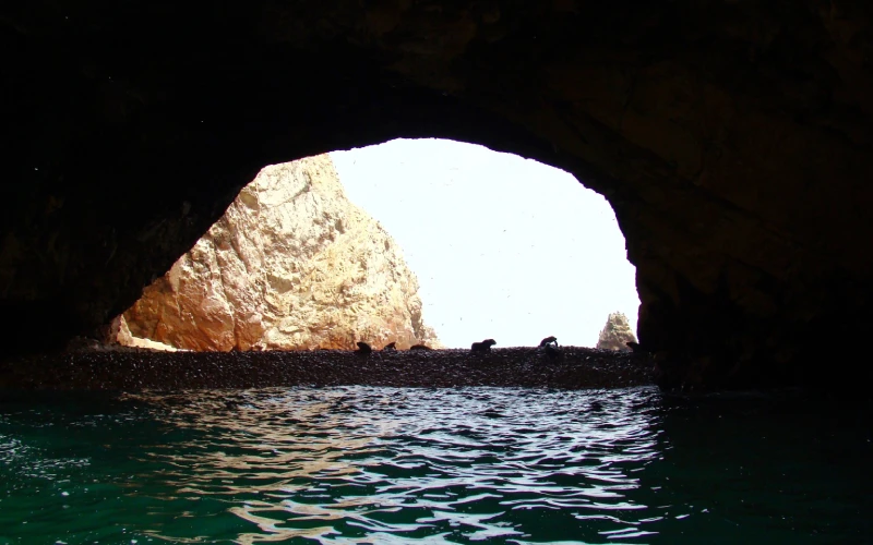 Tour en Paracas, Islas Ballestas, lobos marinos, aves marinas, pelícanos