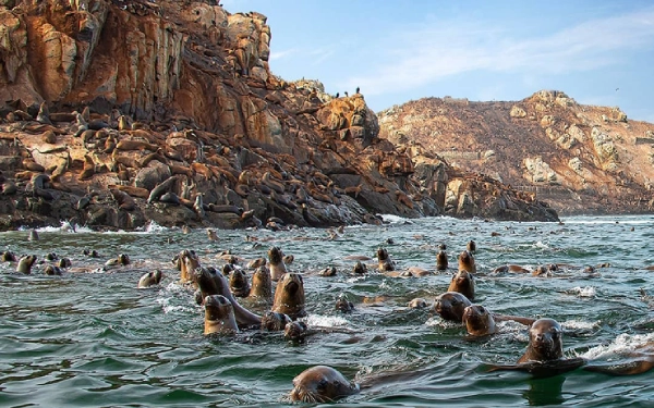 Tour a las Islas Palomino, mar del Callao, nadar con lobos marinos