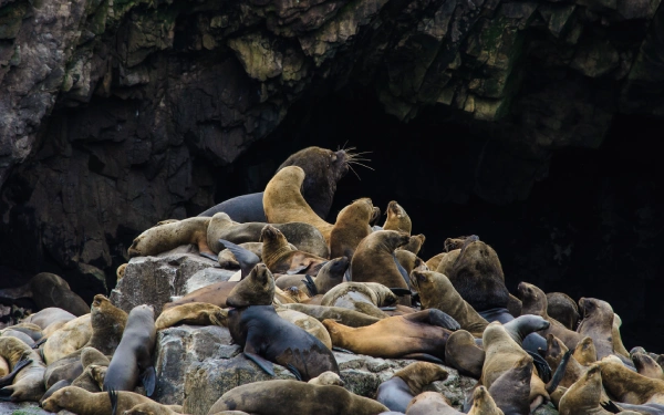 Tour a las Islas Palomino, puerto del Callao, nadar con lobos marinos