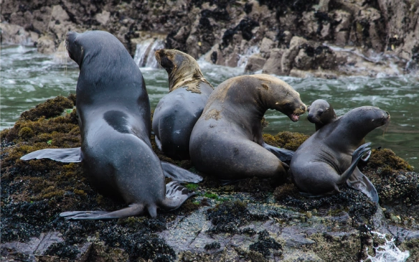 Tour a las Islas Palomino, puerto del Callao, nadar con lobos marinos