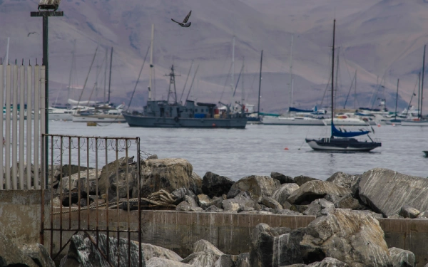 Tour a las Islas Palomino, puerto del Callao, nadar con lobos marinos