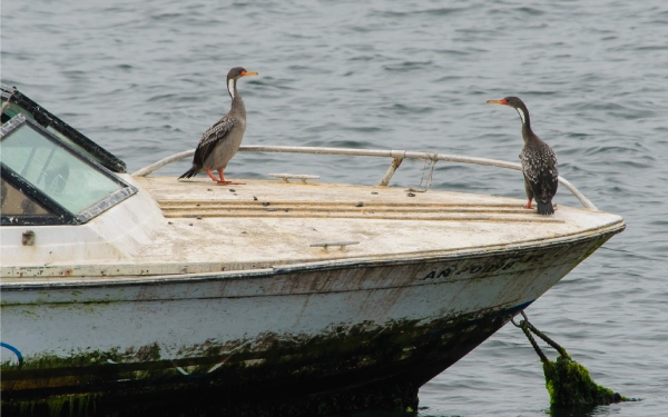 Tour a las Islas Palomino, puerto del Callao, nadar con lobos marinos, excursión marina en el Callao