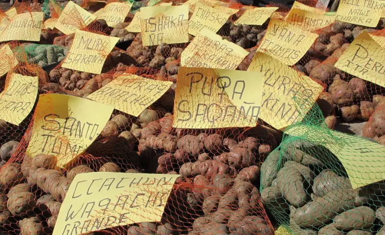 Variedad de papas en el mercado de Huancaro. Mercados en Cusco.