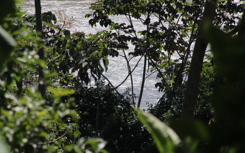 Vegetación en la Amazonía peruana