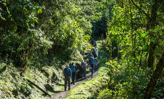 Caminando entre vegetación