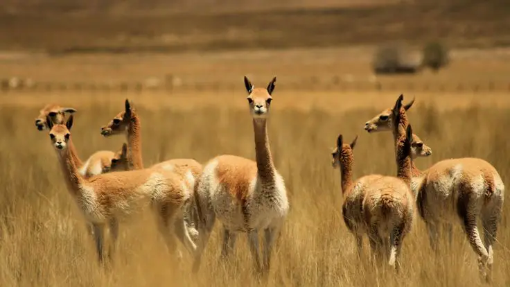 llamas en machu picchu vicuñas paisaje tonos dorados
