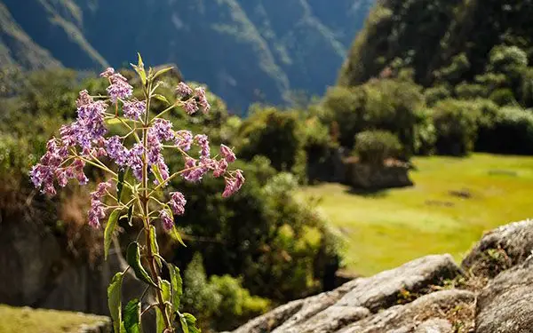amanecer en machu picchu flor roca vegetación ciudad sagrada