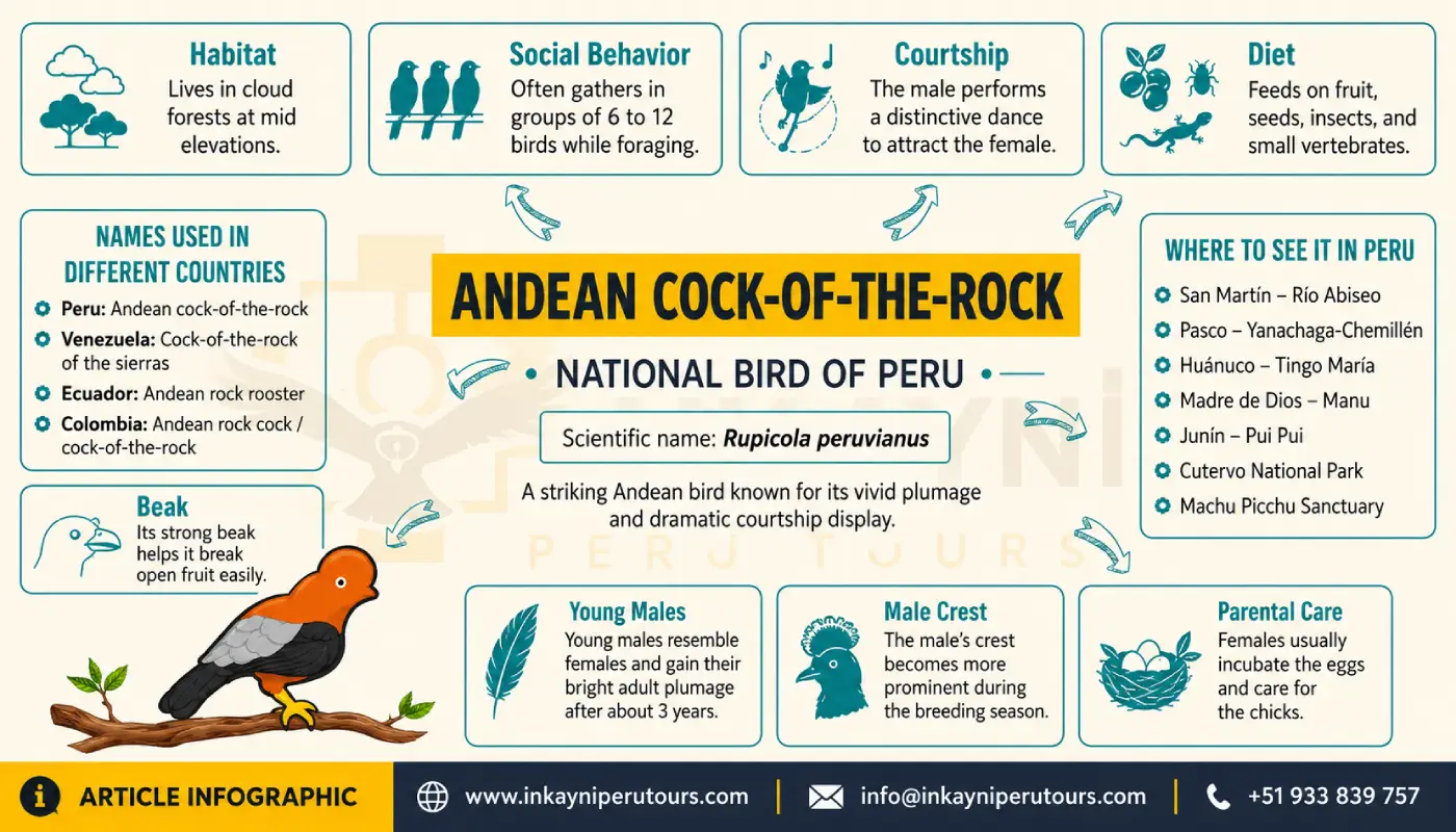 Infographic about the Andean cock-of-the-rock covering habitat, diet, behavior and distribution in Peru.
