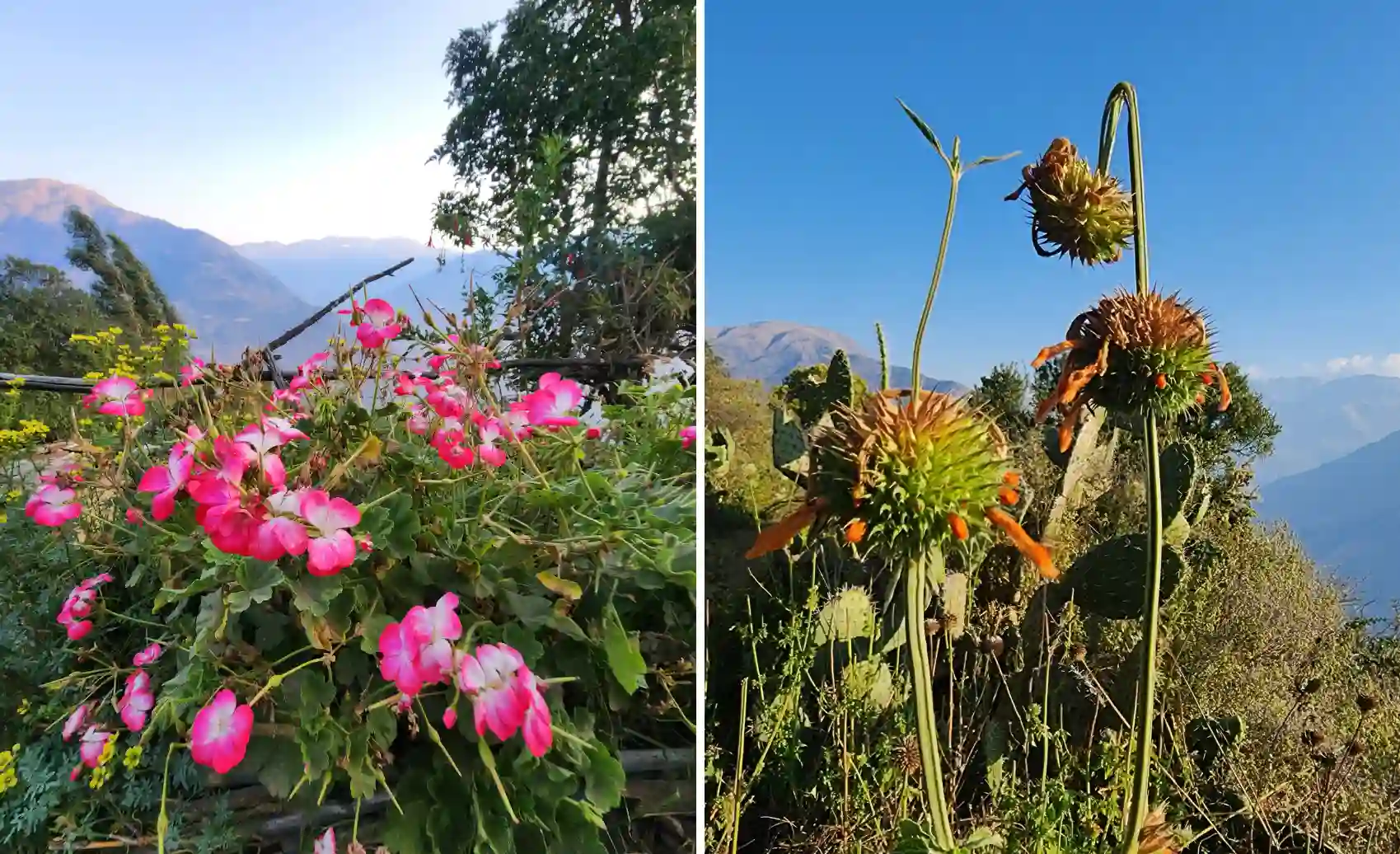 Bright pink wildflowers and lush green plants line the Choquequirao Trek trail in the Apurímac region under clear blue Andean mountain skies.