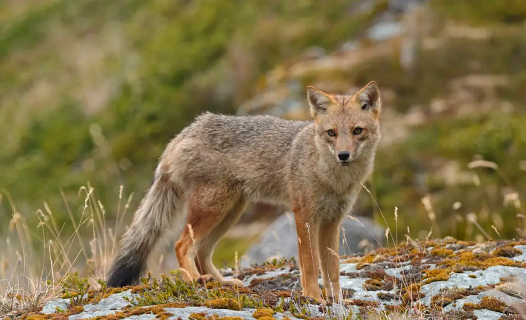 Andean fox representing mammals and biodiversity along the Choquequirao trekking route