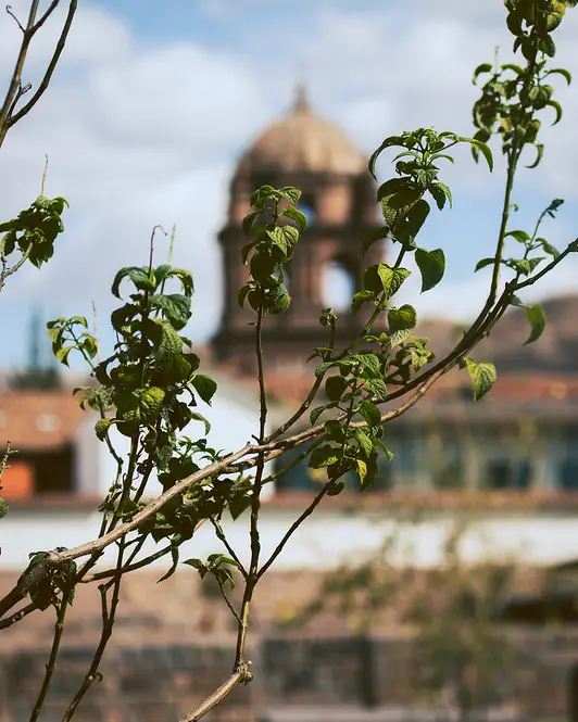 Enfoque a hojas de planta con la catedral principal de Cusco en el fondo.