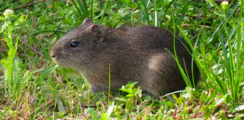 Cuy salvaje avistado durante lares trek│Wild guinea pig sighted during trekking lares