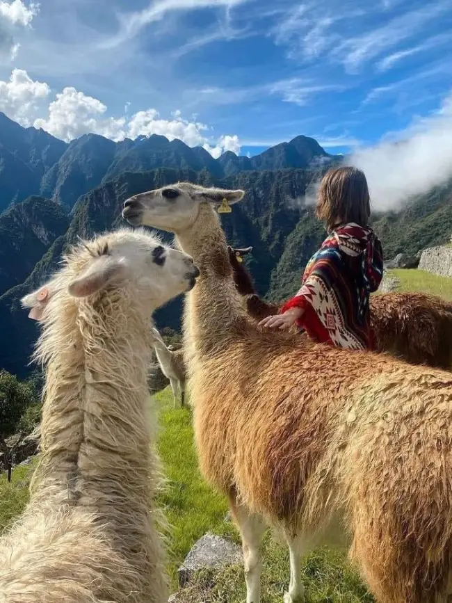 llamas en machu picchu caricia montaña pasto verde azul nube mujer respeto