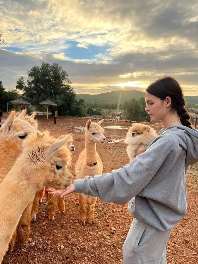 llamas en machu picchu alimentar respeto confianza cuidado amanecer atardecer