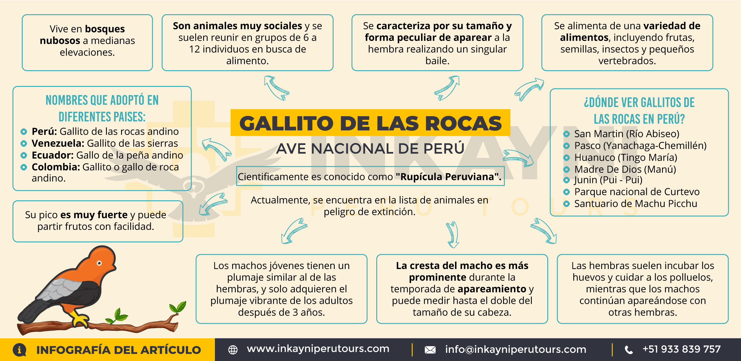 Infografía| Gallito de las rocas. Ave Nacional del Perú / @inkayniperutours