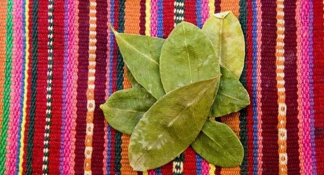 Hojas de coca, separadas en una manta
