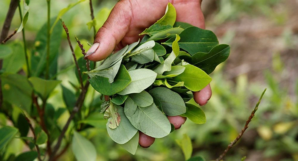 Hojas de coca, campo de hojas de coca