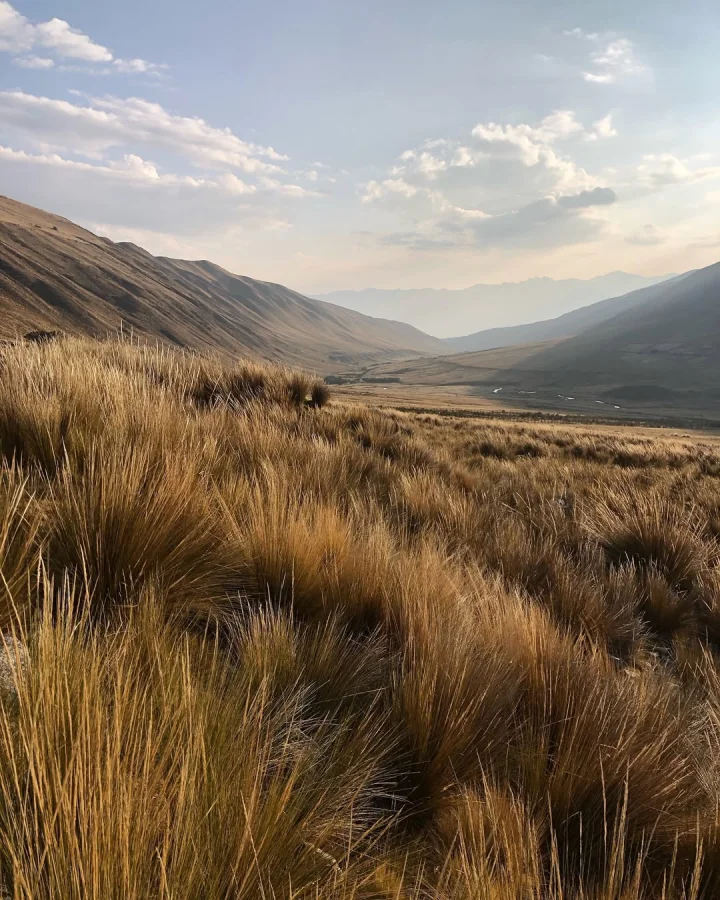 Golden ichu grass (Stipa ichu) covering the high Andean plains near Pacchanta, with undulating valleys and Ausangate mountains in the background, Cusco, Peru