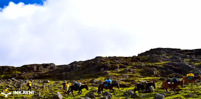 lares trek, mulas y caballos│Lares trek, mules and horses