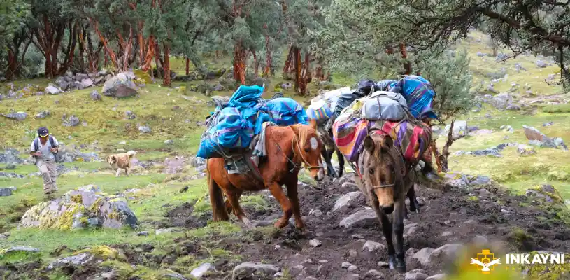 equipo de carga, mulas y caballos│Packing equipment, mules and horses for Lares trek