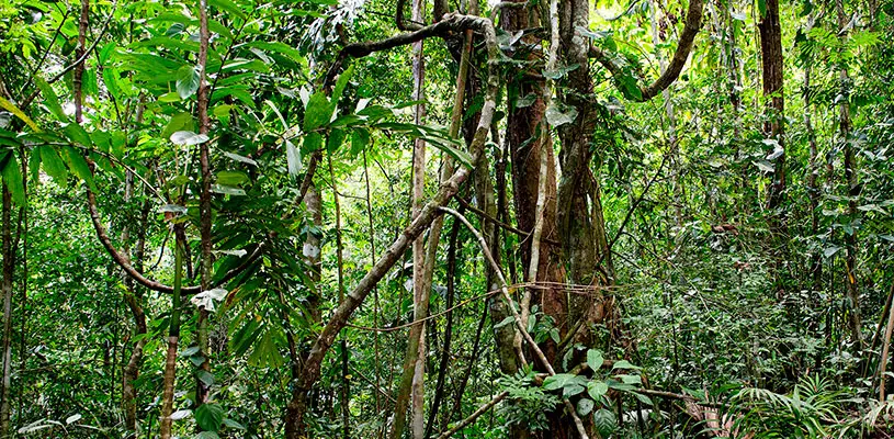 Lianas en el Pongo de Mainique.