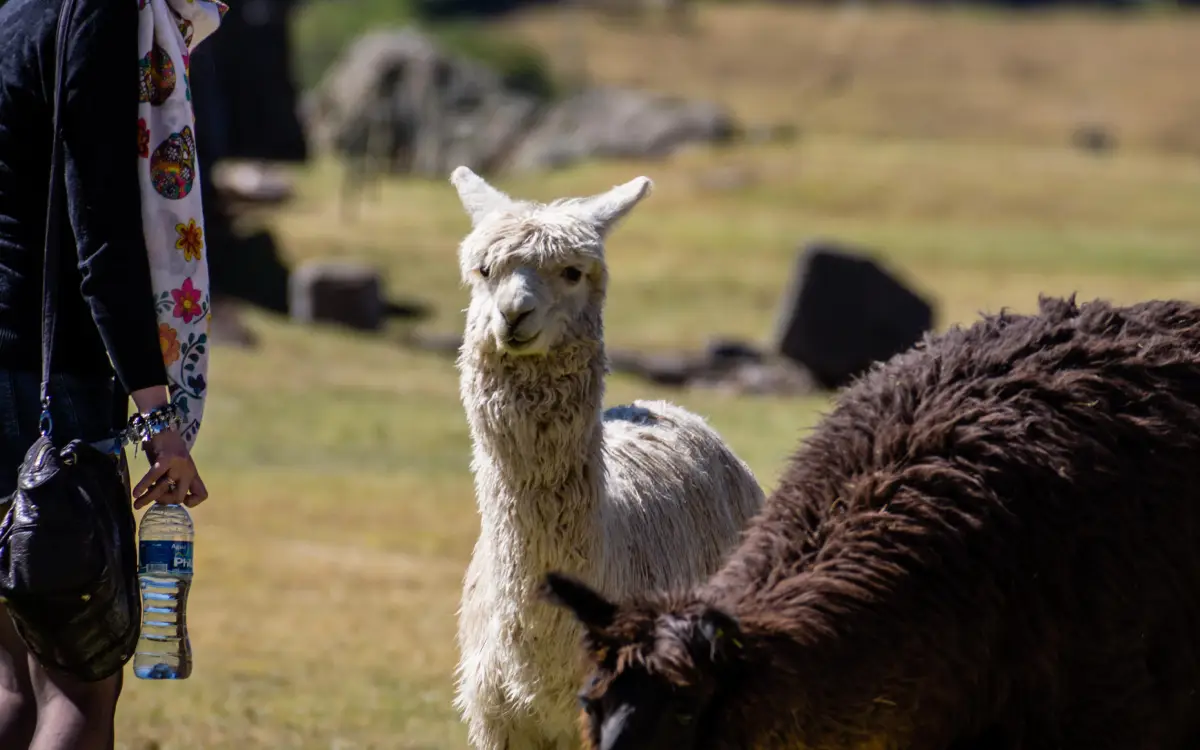 llamas en Machu Picchu cusco peru
