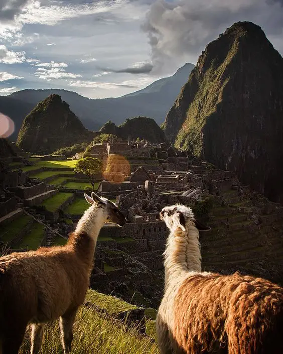 llamas en Machu Picchu cusco perú imperio perdido montaña verde azul nubes ciudad inca