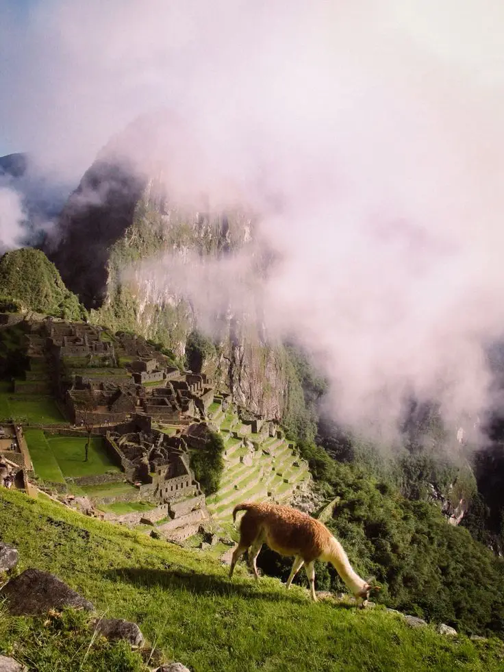 llamas en machu picchu cusco peru llama verde montañas azul a lo lejos niebla imperio inca