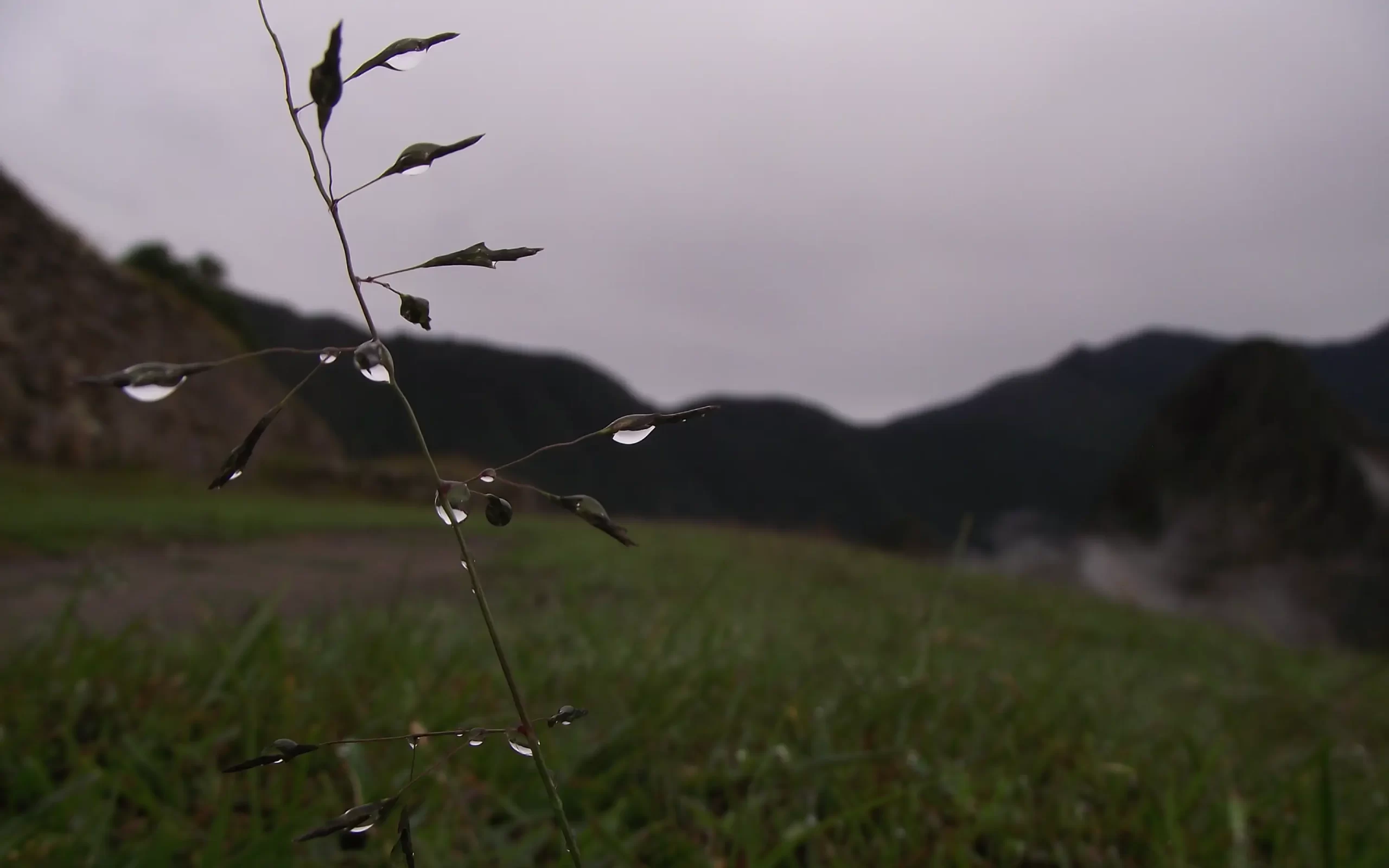 machu picchu con lluvia gotas temporada de lluvia vegetación frío neblina